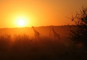 Giraffen im Etoscha NP