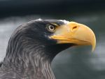 Seeadler in Kamtschatka