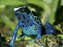 Surinam, Frosch