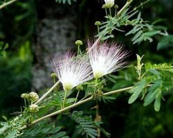 Vegetation in Surnam