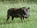 Kenia Warzenschwein
