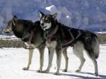 Huskytour