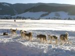 Huskytour Kanada