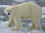 Eisbär