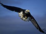 Seeadler