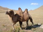 Mongolei Aktiv