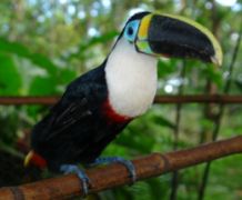 Tucan in Ecuador