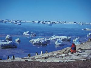Pinguine von Punta Tombo