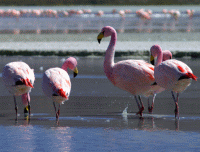 Pink Flamingos