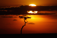 Masai Mara 