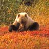 Alaska