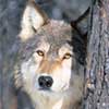 Alaska Wolf