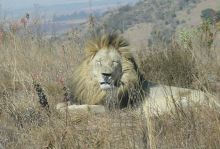 Afrika Löwe