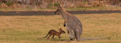 Australien Wallaby